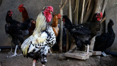 Estudio chileno detectó síntomas de depresión en gallinas enjauladas: 90% vive entre rejas