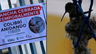 Municipalidad de Mejillones cerró recinto deportivo tras hallazgo de colibrí anidando