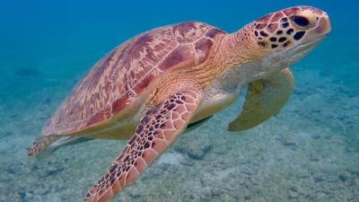 Descubren fósiles de tortugas marinas de más de 30 millones de años en Algarrobo
