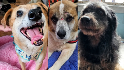 En el Día Mundial del Perro: Inician campaña para encontrarle un hogar a mascotas rescatadas en temporal