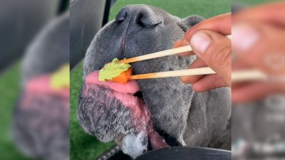 Salivación excesiva, vómitos, diarrea y malestar estomacal: Por qué no se les puede dar wasabi a las perros