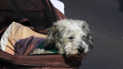 Frío y contaminación aumentan riesgo de enfermedades respiratorias en mascotas