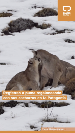 Registran a puma regaloneando con sus cachorros en la Patagonia