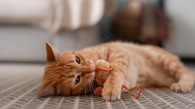 “Son seres sintientes”: Corte rechaza tenencia compartida de gato tras quiebre de sus cuidadores