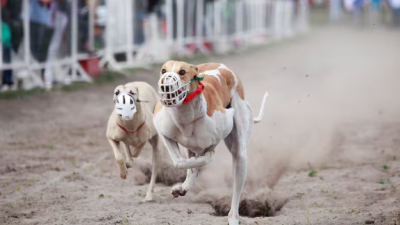Congreso retoma discusión sobre las carreras de perros y enfrenta propuestas de prohibición y regulación