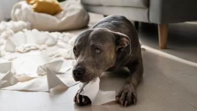 ¿Con quién se queda la mascota tras una separación? El dilema entre la ley y el bienestar animal