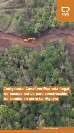 Indignante: Conaf verifica tala ilegal de bosque nativo para construcción de camino en cerro La Higuera