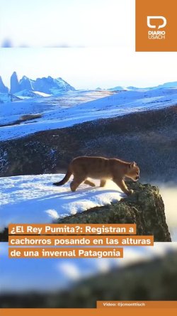 ¿El Rey Pumita?: Registran a cachorros posando en las alturas de una invernal Patagonia