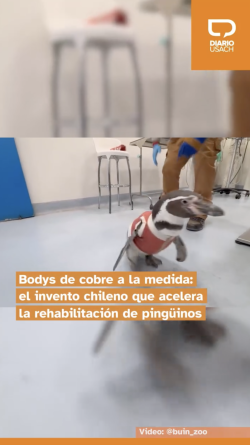 Trajes de cobre a la medida: El invento chileno que acelera la rehabilitación de pingüinos