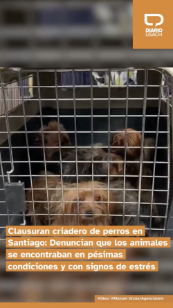 Clausuran criadero de perros en Santiago: Denuncian que los animales se encontraban en pésimas condiciones y con signos de estrés
