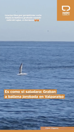 Es como si saludara: Graban a ballena jorobada en Valparaíso