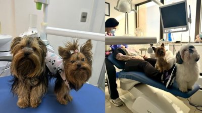 Zeus, Chloe y Santi: los perros que acompañan a pacientes durante sus tratamientos dentales