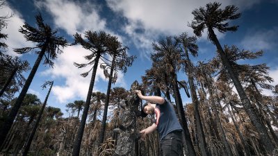 Alerta por las araucarias en Chile: estudio advierte "futuro crítico" para 2060