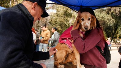 Proponen crear una red nacional de salud veterinaria con atención gratuita para sectores vulnerables
