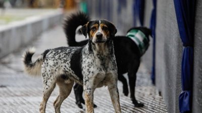 Chile se convierte en el primer país de Sudamérica en erradicar la transmisión de rabia de perros a humanos