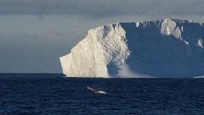El deshielo en Groenlandia y en la Antártida es responsable de un 25 % de la subida del nivel del mar