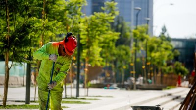 Arbolado urbano y alergias: La importancia de elegir especies que reduzcan la presencia de polen