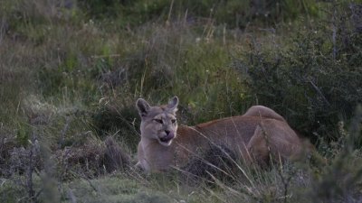 Puma, visones y zorros chilla: Las especies continentales que podrían llegar a Chiloé con el Puente Chacao