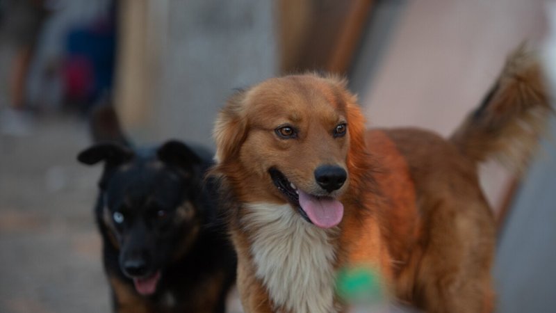 PDI alerta por nueva estafa con mascotas perdidas: Delincuentes contactan a dueños y exigen dinero para devolverlas