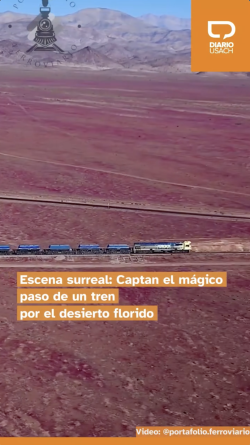 Escena surreal: Captan el mágico paso de un tren por el desierto florido