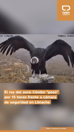El rey del aura: Cóndor "posó" por 15 horas frente a cámara de seguridad en Limache
