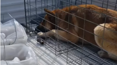 "Una mordedura no justifica automáticamente una eutanasia": Agrupaciones animalistas cuestionan actuar de Municipalidad de Colina en caso de perro comunitario