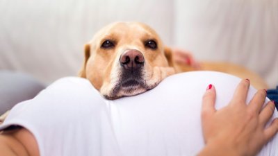 Embarazo y perros: Estudio vincula la convivencia con mascotas con una mejor salud mental después del parto